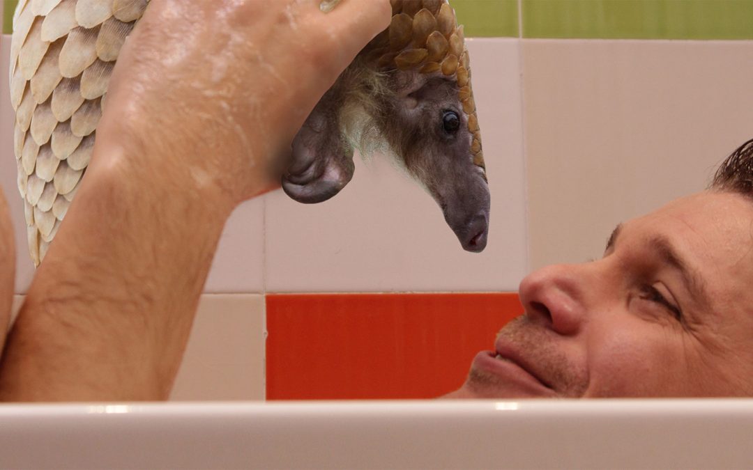 El ultimo pangolin en la ducha Grabar un cortometraje confinados